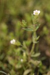 Common Hedge-hyssop