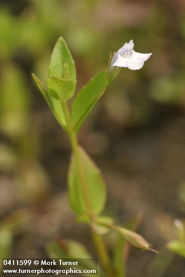 Lindernia dubia