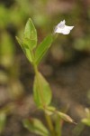 Commmon False Pimpernel