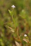 Commmon False Pimpernel