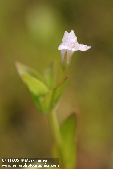 Lindernia dubia