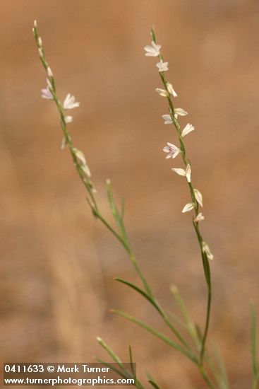 Polygonum douglasii ssp. majus