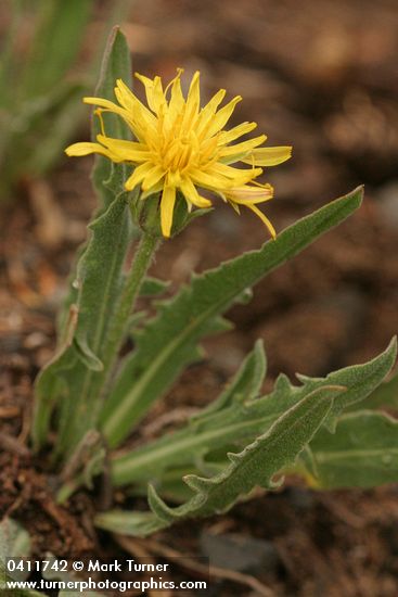 Nothocalais alpestris (Microseris alpestris)