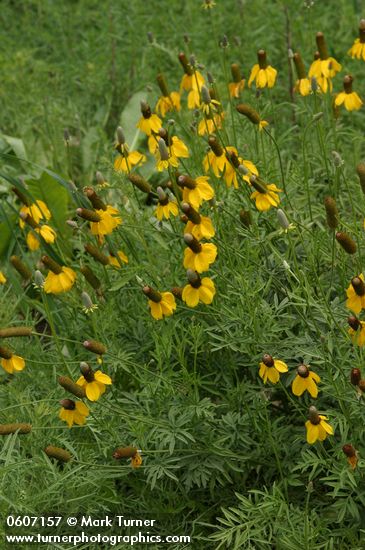 Ratibida columnifera