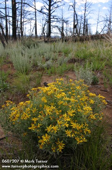Heterotheca villosa