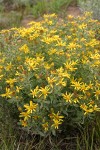 Hairy False Goldenaster