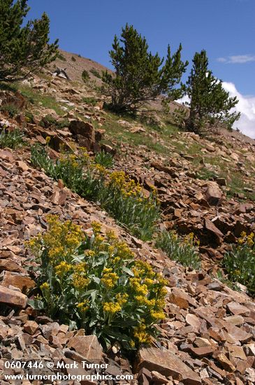 Senecio atratus; Pinus aristata