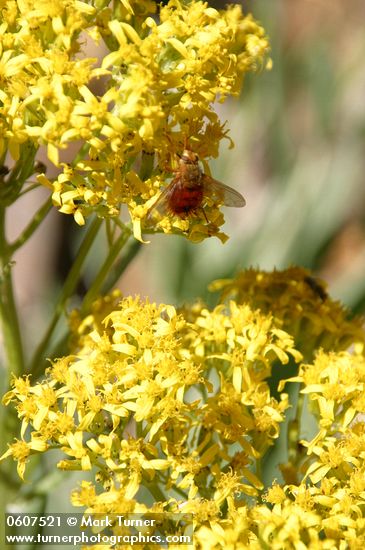 Senecio serra