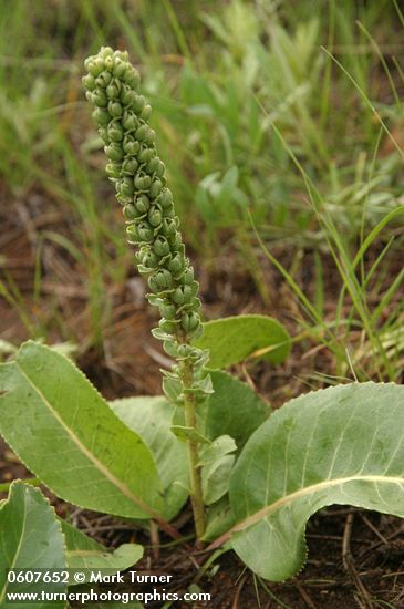 Bessyea plantaginea