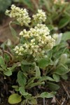 Antelope Sage (James' Buckwheat)