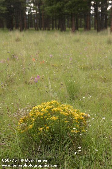 Gutierrezia sarothrae