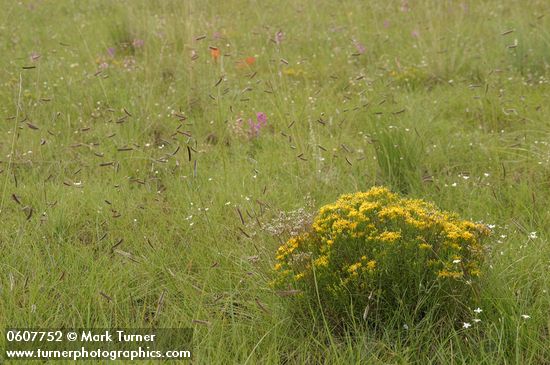 Gutierrezia sarothrae