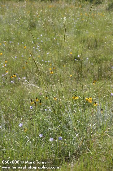 Linum lewisii; Ratibida columnifera