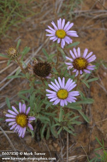 Townsendia eximia