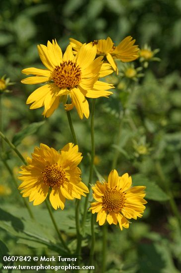 Verbesina encelioides