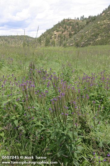 Verbena macdougalii