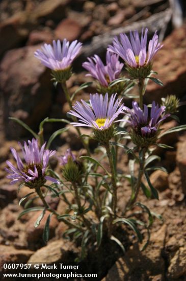 Townsendia eximia