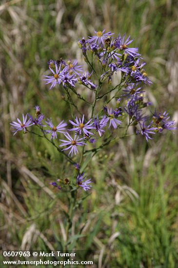 Machaeranthera canescens