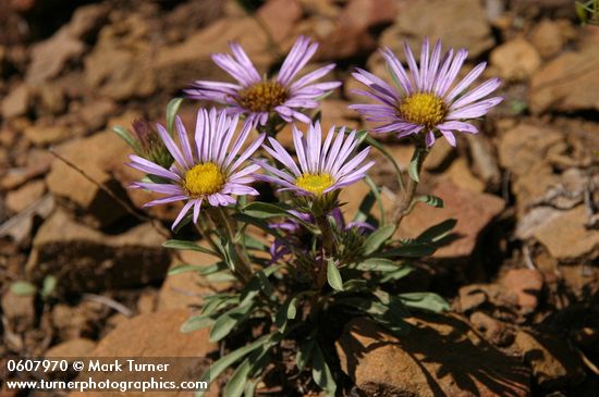Townsendia eximia