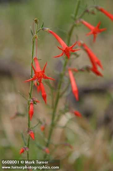 Ipomopsis aggregata