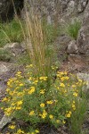 Hairy False Goldenaster