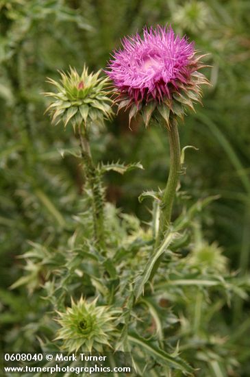 Carduus nutans