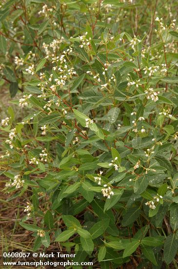 Apocynum androsaemifolium