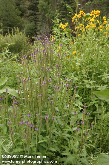 Verbena macdougalii