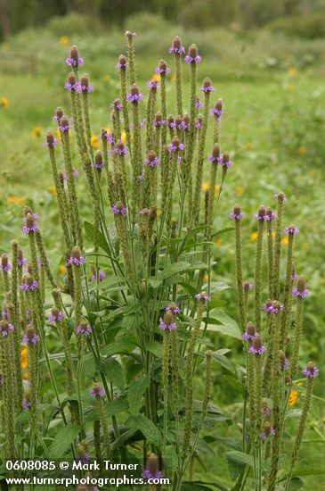 Verbena macdougalii
