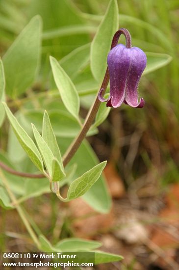 Clematis hirsutissima var. scottii
