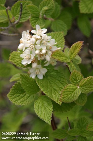 Jamesia americana