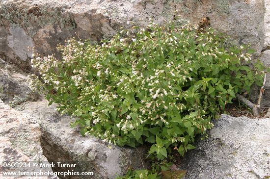 Brickellia brachyphylla