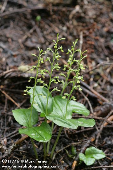 Listera caurina