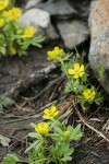Snow Buttercups