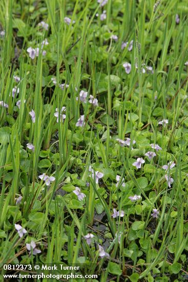 Viola palustris