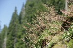 Mass of Small-flowered Alumroot w/ forest soft bkgnd