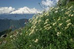 Silverback Luina, Red Columbine w/ Mt. Baker soft bkgnd