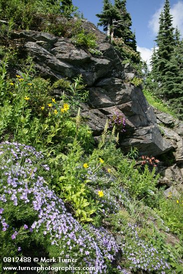 Phlox diffusa; Arnica latifolia; Pedicularis bracteosa; Aquilegia formosa; Penstemon davidsonii