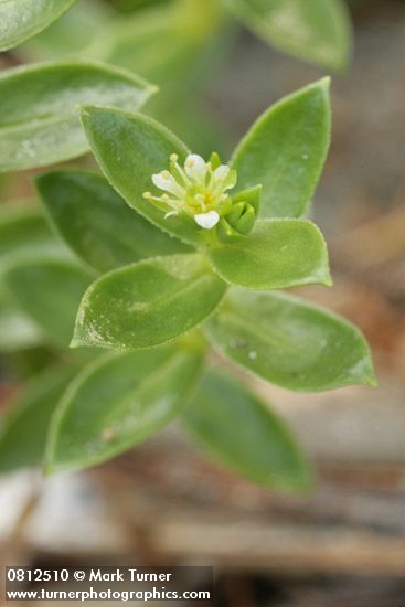 Honckenya peploides