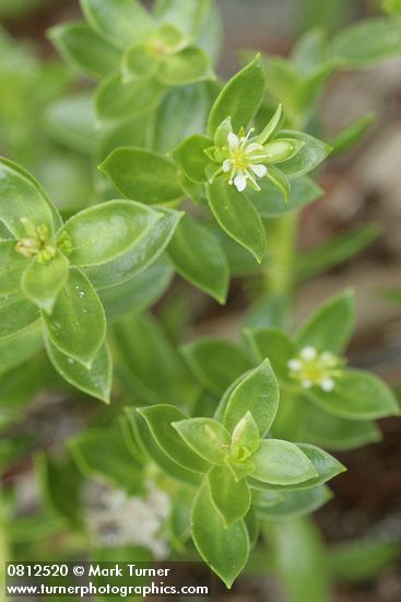 Honckenya peploides