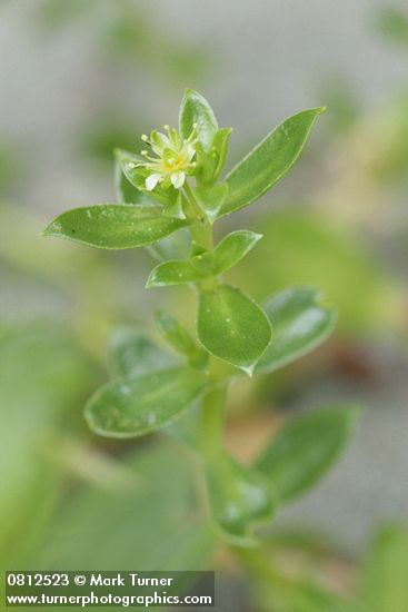 Honckenya peploides