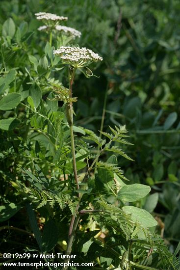 Conioselinum gmelinii (C. pacificum)