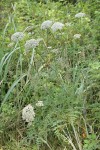 Pacific Hemlock-parsley
