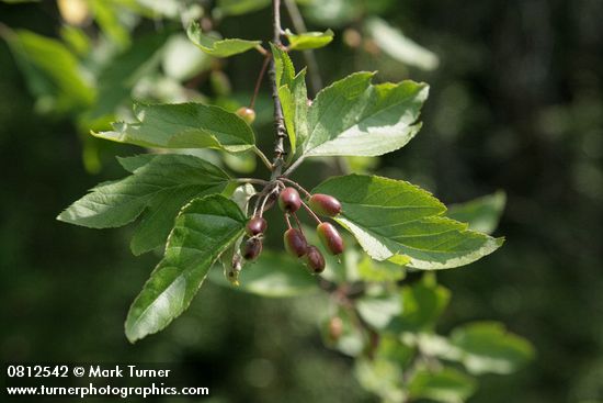 Malus fusca