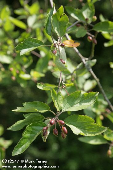 Malus fusca