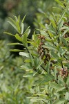 Sweet Gale male blossoms & foliage