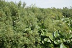 Sweet Gale w/ Yellow Pond Lily foliage