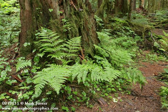 Athyrium filix-femina