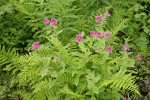 Lewis's Monkeyflowers among Lady Ferns