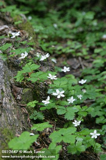 Rubus lasiococcus